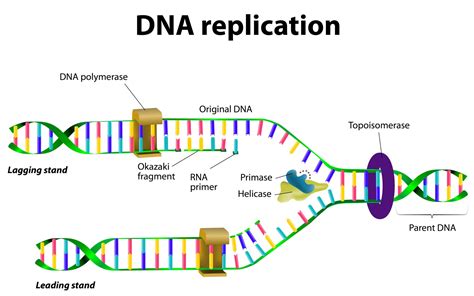 replication watch science|how do replication studies work.